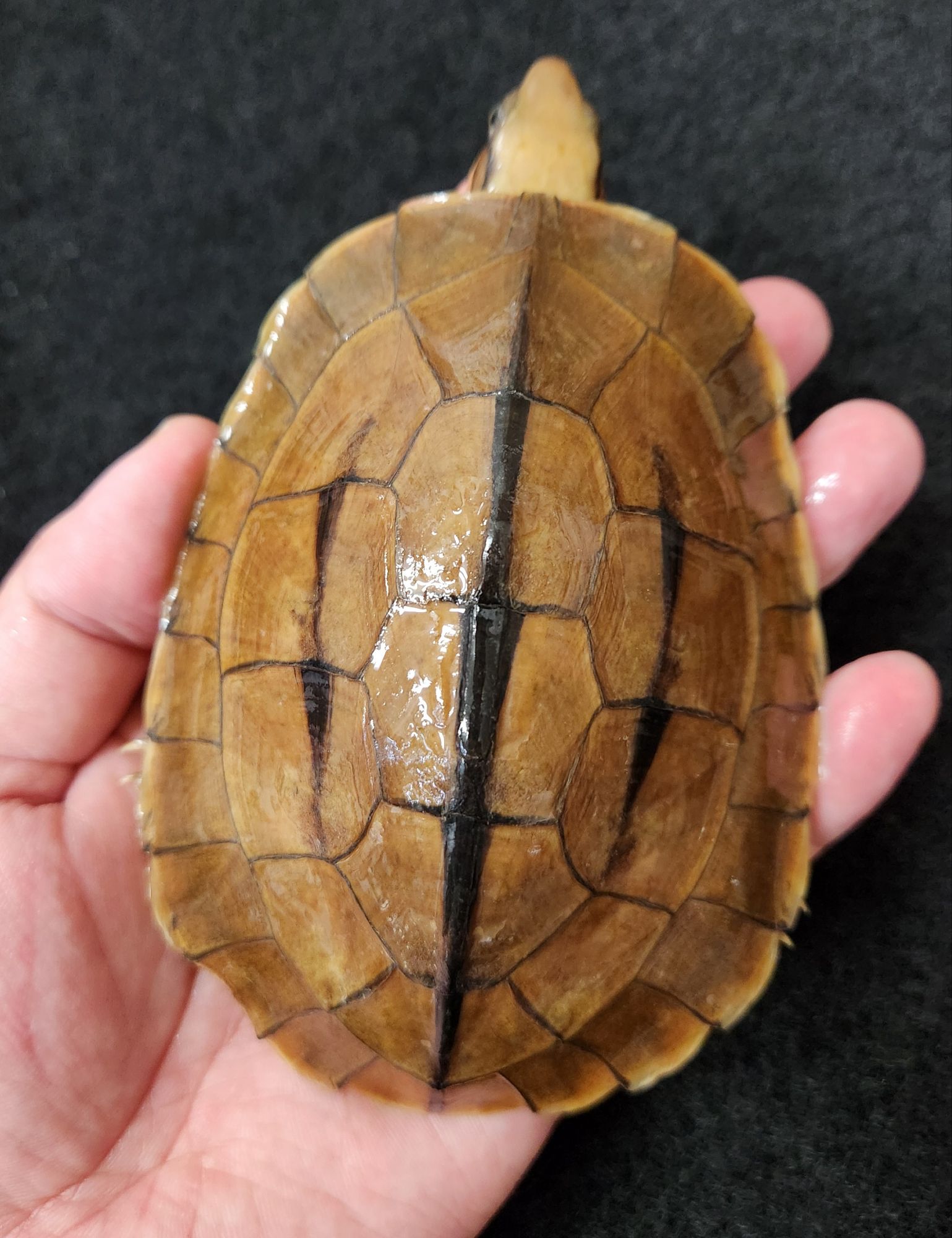 ミスジハコガメ オス レプタイルズショップ ペガサス