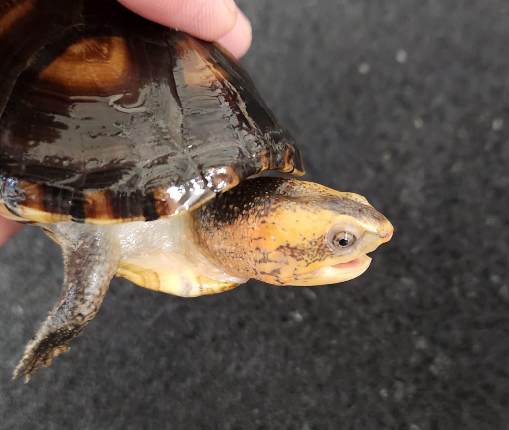 キタシロクチドロガメ | レプタイルズショップ ペガサス